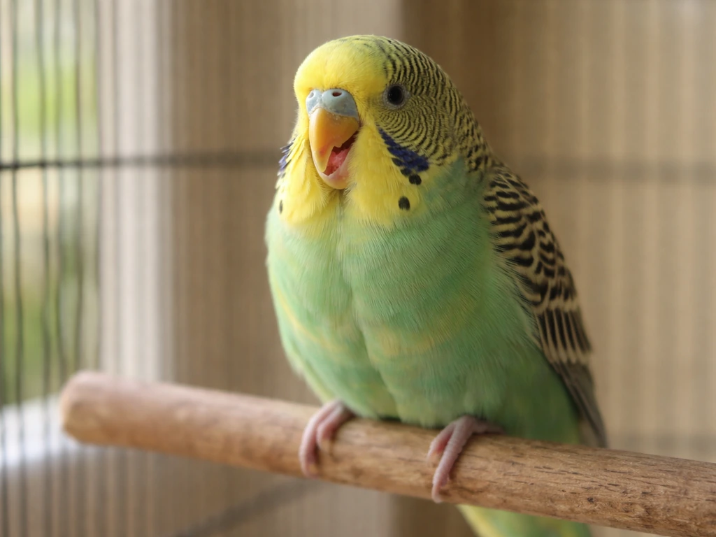 Close-up of a budgerigar perched indoors with its beak slightly open, suggesting breathing difficulty.