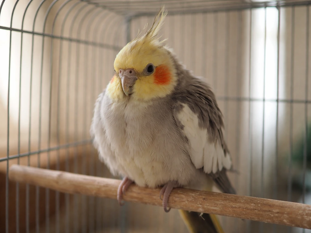 Cockatiel Bird Sick Symptoms: Signs, Causes, and What to Do