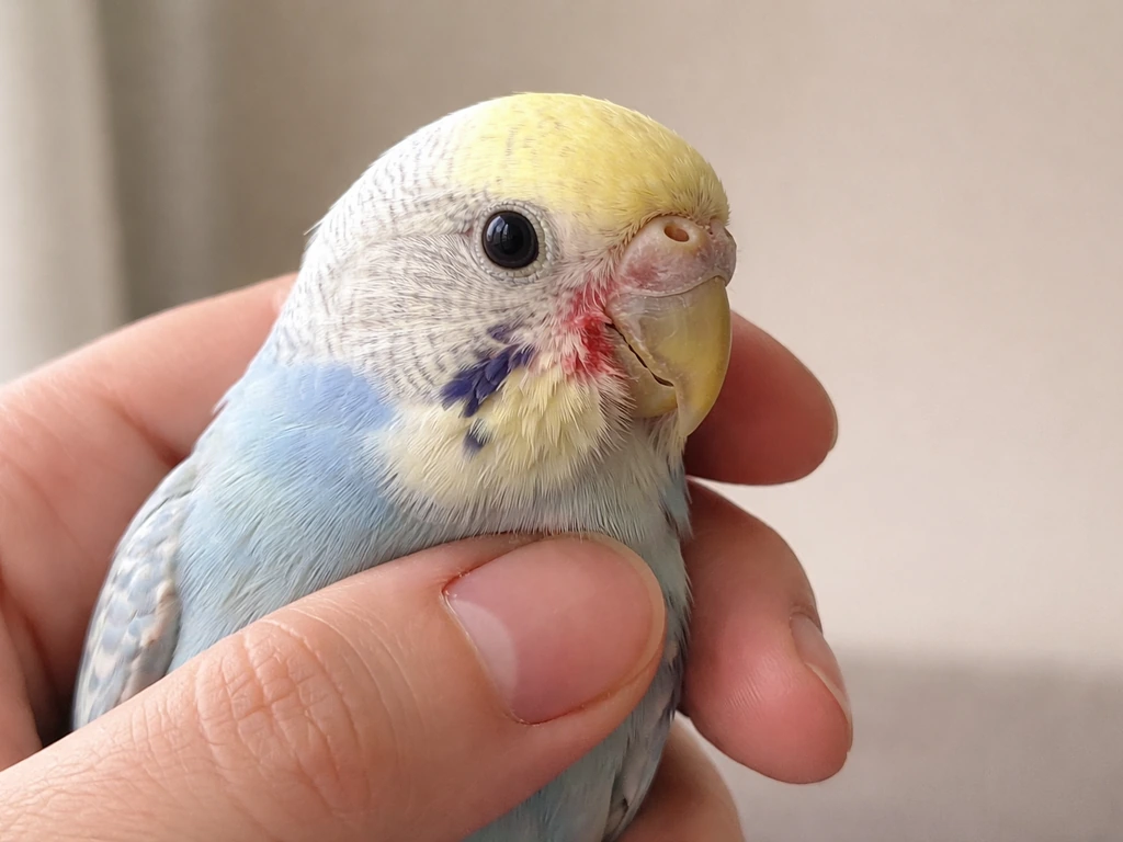 Close side view of a bird as a person checks around the beak and cere for crusting and bare patches.