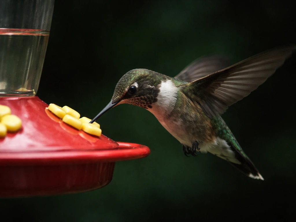 Are Hummingbirds Affected by the Bird Disease? Symptoms
