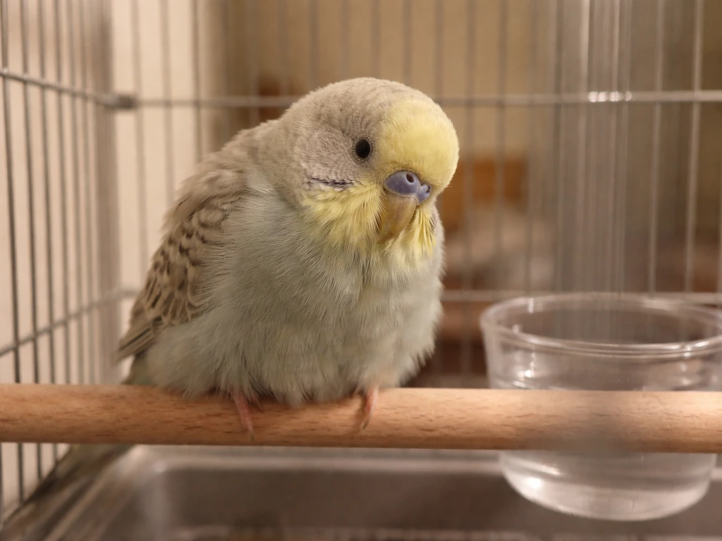Bird Starvation Symptoms: Signs, Timeline, and What to Do Now